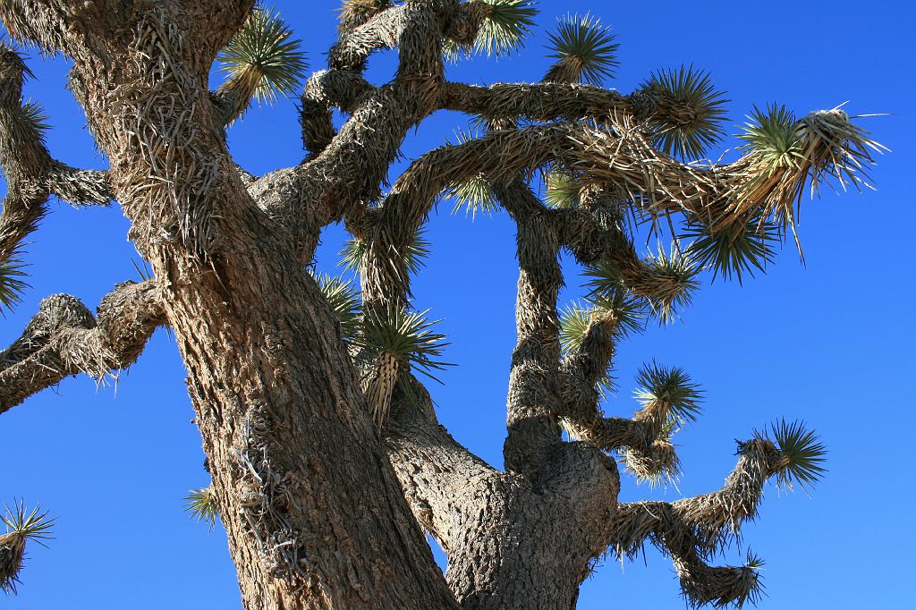 20081017 joshua tree 092.jpg - Joshua Tree National Park - close up Joshua Tree